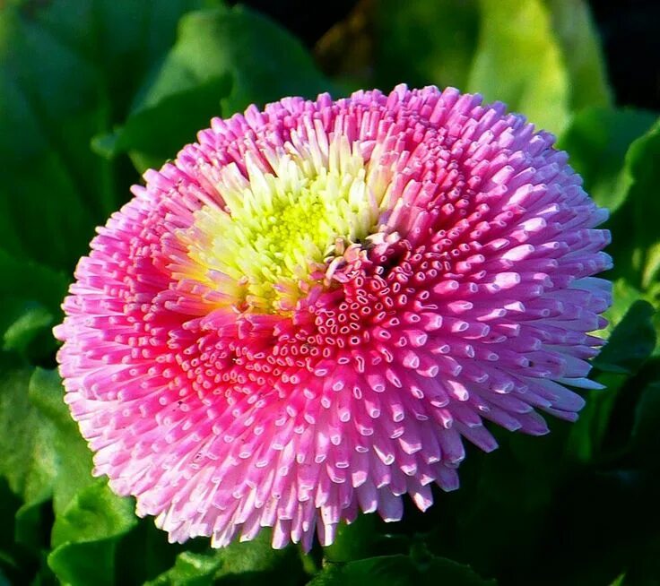 Покажи как выглядят цветы Pin by ...... on Blossom blossom Amazing flowers, Beautiful flowers, Bellis pere