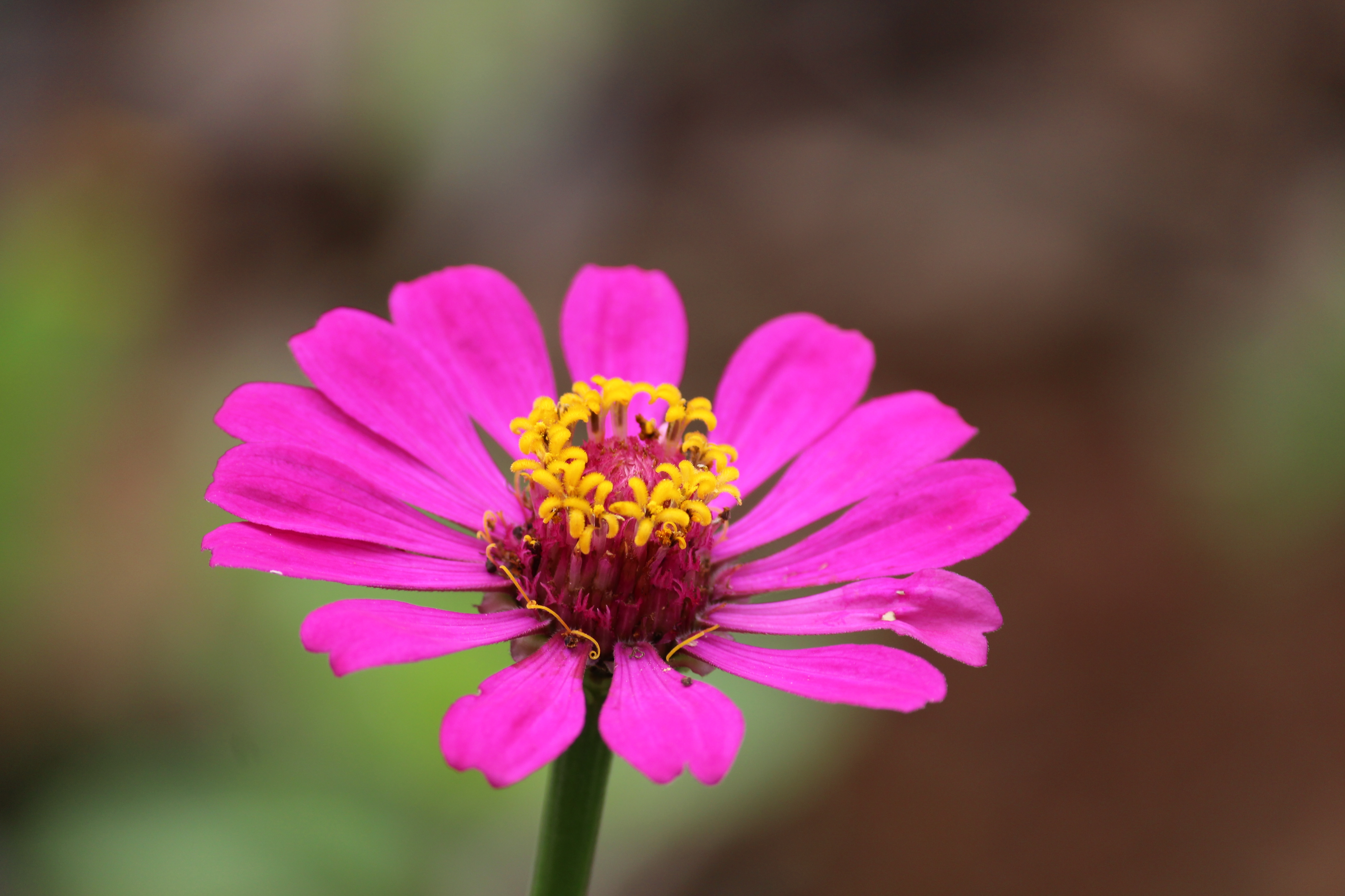 Покажи как выглядят цветы File:Zinnia flower from Silent Valley National Park, Palakkad, India.jpg - Wikim