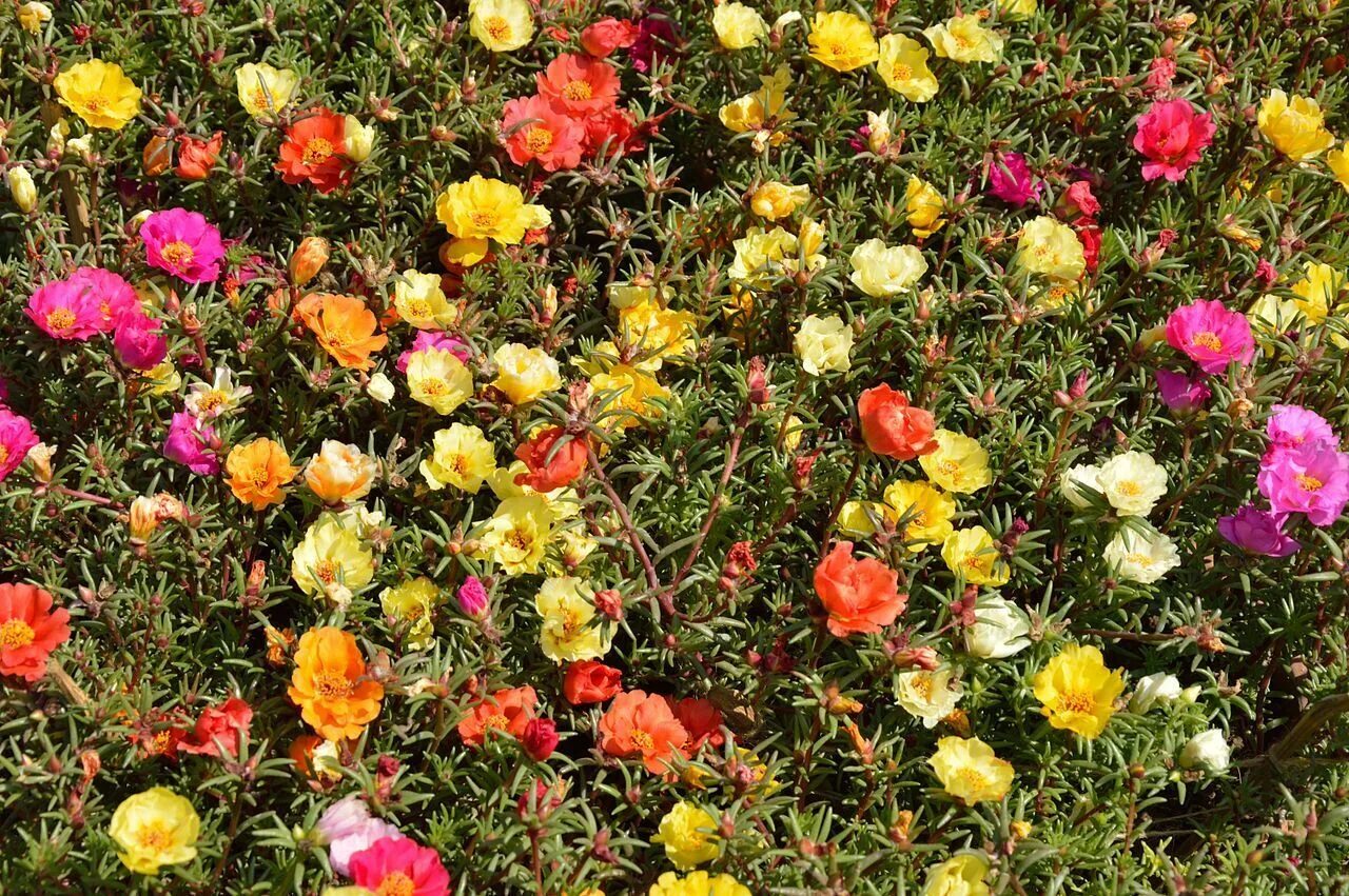 Покажи как выглядят цветы 500 Samen Portulakröschen bunter Portulak-Mix Portulaca Grandiflora Balkonblume 