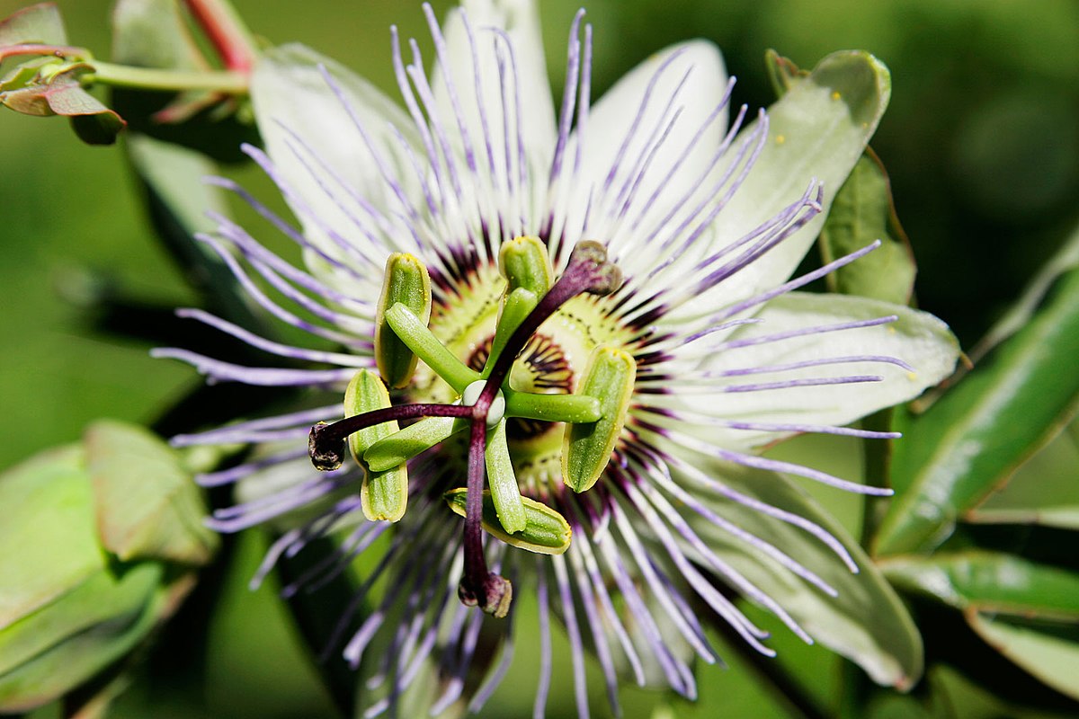 Покажи как выглядят цветы File:Passionfruit flower.jpg - Wikipedia