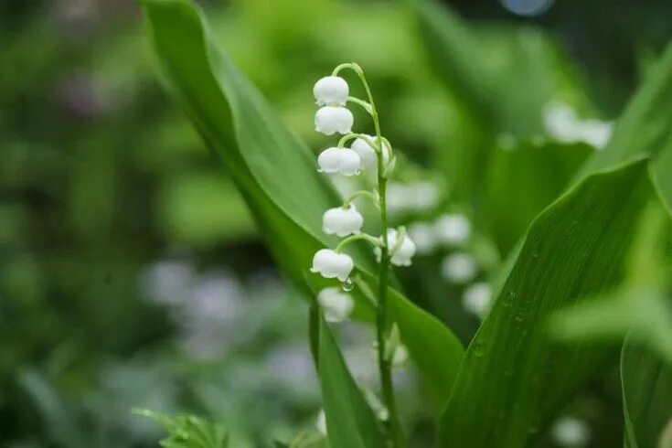 Покажи как выглядят цветы ландыши Convallaria majalis Dry shade plants, White flowering plants, Drought resistant 