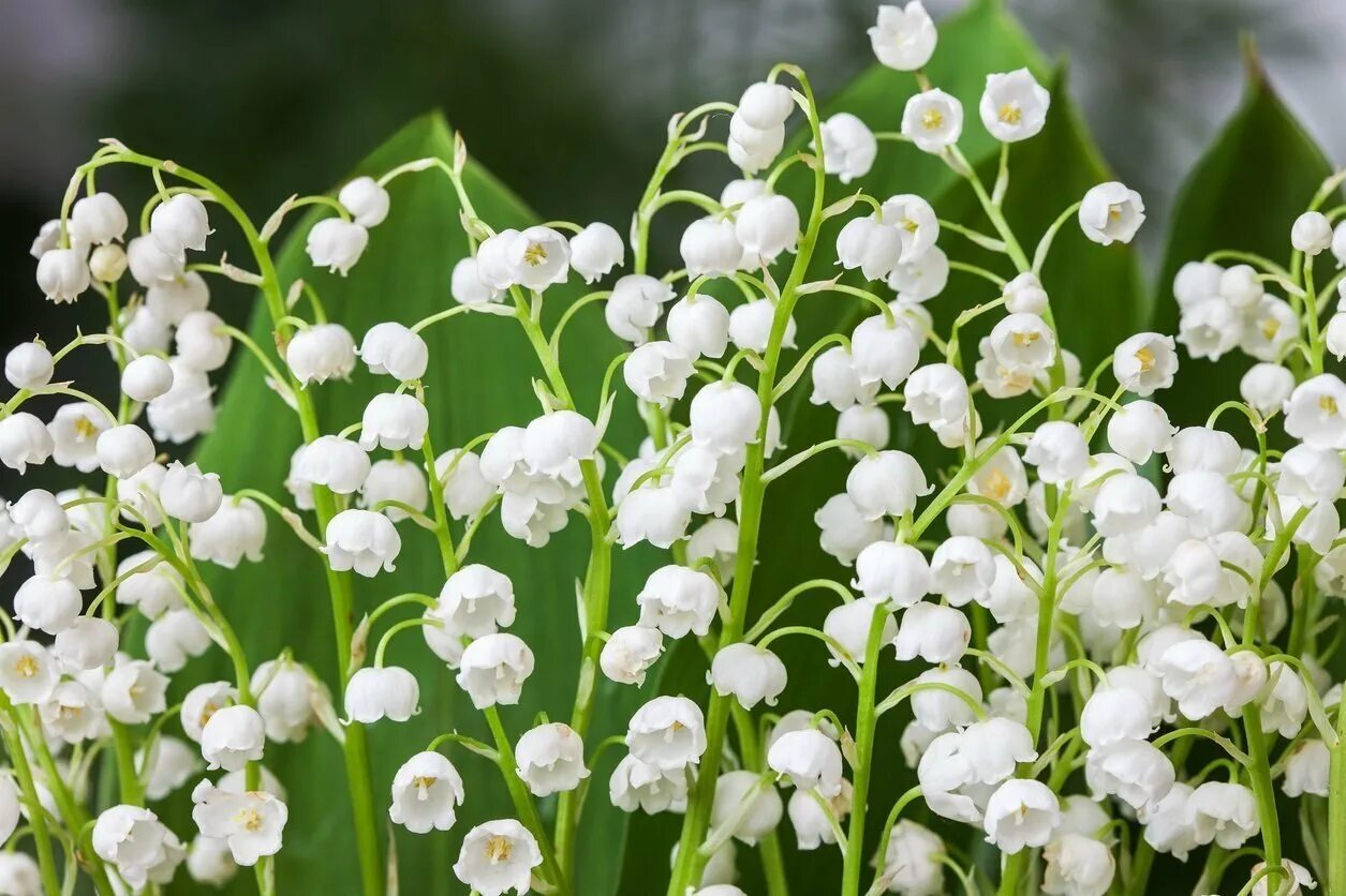 Покажи как выглядят цветы ландыши Ландыш майский кавказский белый Convallaria L. transcaucasica корни, луковицы 3ш