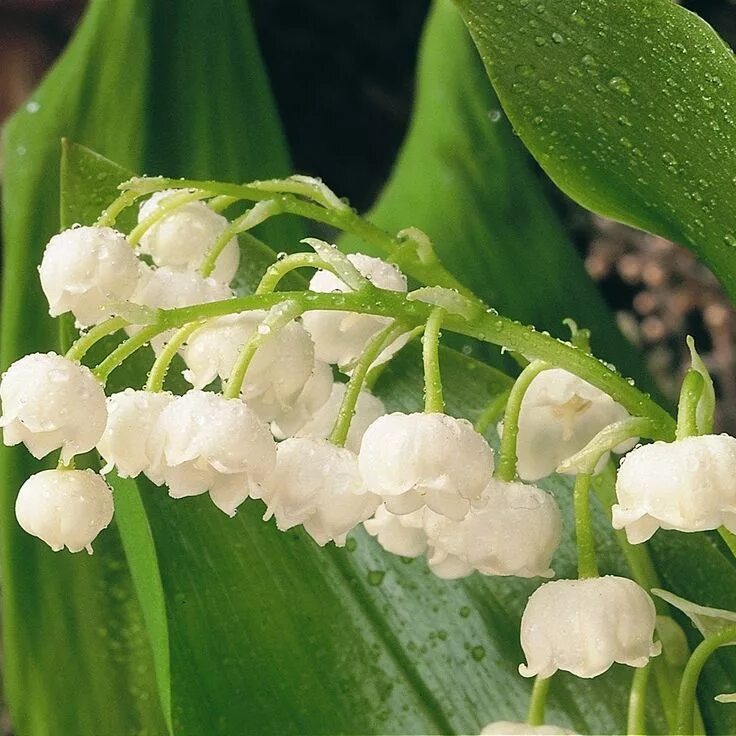 Покажи как выглядят цветы ландыши Convallaria majalis - lily-of-the-valley Lily flower, Lily of the valley, Flower