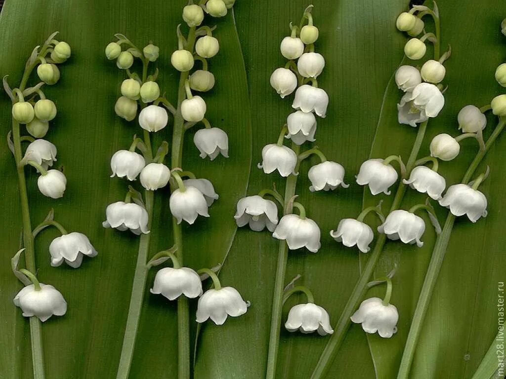 Pin on Lily of the valley