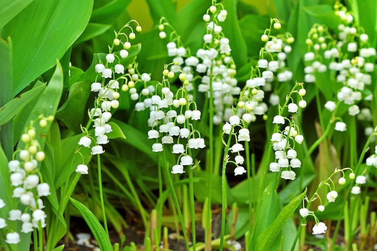 Покажи как выглядят цветы ландыши Саженцы ландыш Агродекор White AGRO1718 1 шт. - купить в Компания АгроДекор, цен