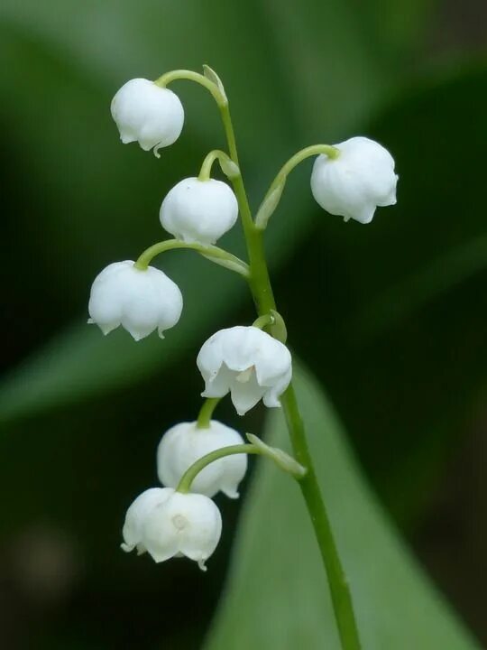 Покажи как выглядят цветы ландыши Happy Spring! Lily of the valley flowers, Lily of the valley, Valley flowers