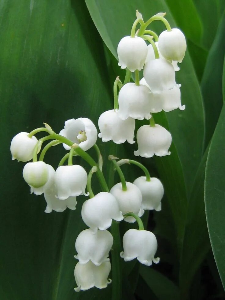 Покажи как выглядят цветы ландыши Pin on Lily of the valley