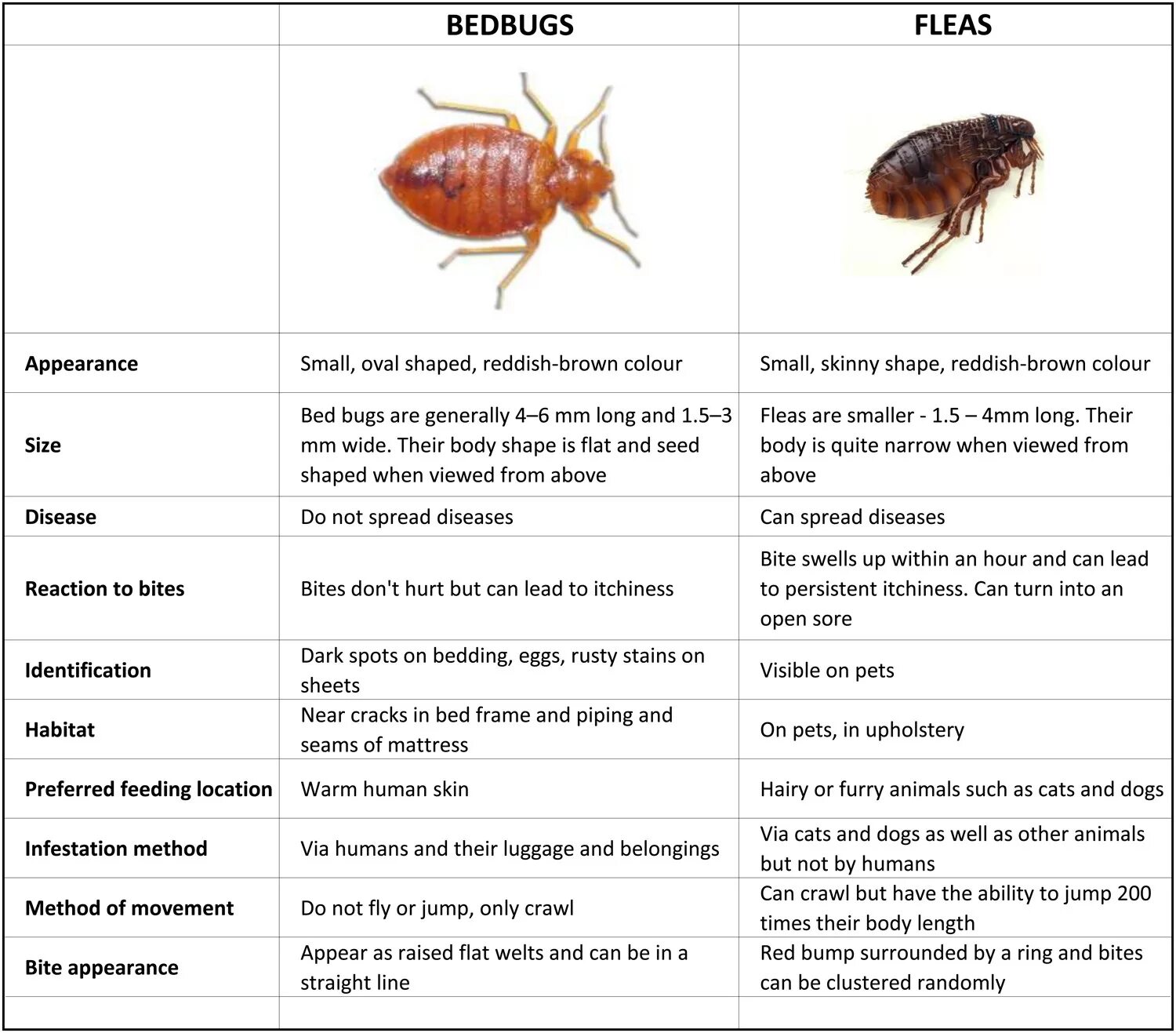 Покажи как выглядят укусы клопов species identification - I found a bug on my bedroom floor. Is this a bedbug? - 