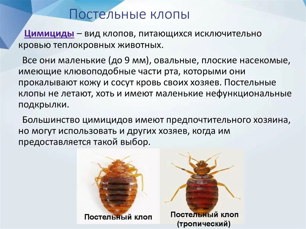 Покажи как выглядят укусы клопов Как избавиться от постельных клопов в кровати в Владимире - Как бороться с посте