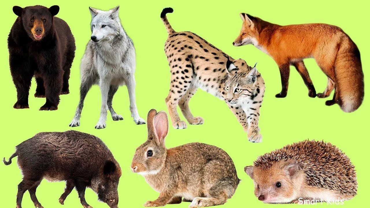 Покажи картинки диких животных Learn Names and Sound Forest animals for Kids in Englis - YouTube