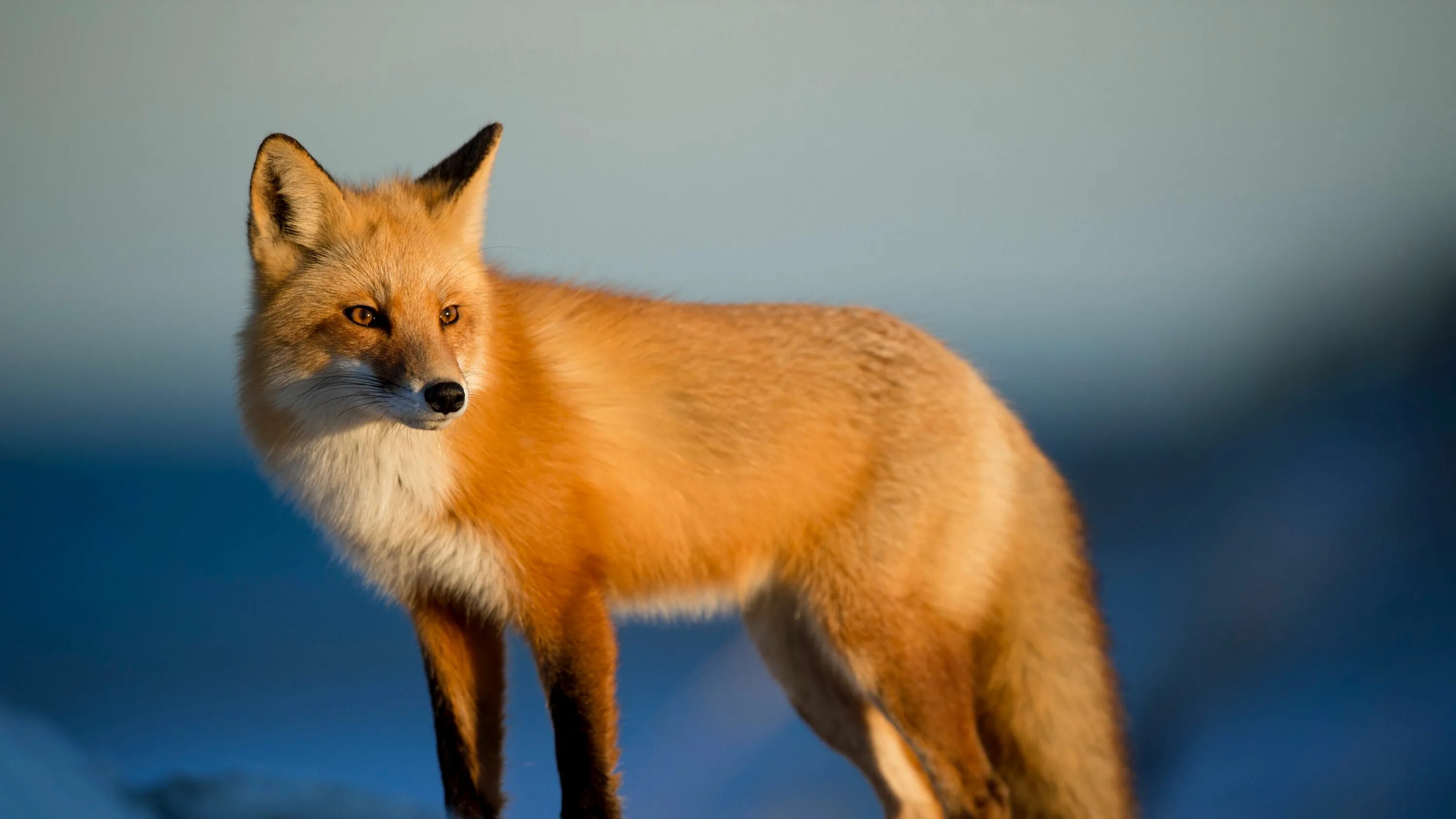 Покажи картинки диких животных Download wallpaper 3840x2160 fox, predator, animal, glance, snow 4k uhd 16:9 hd 