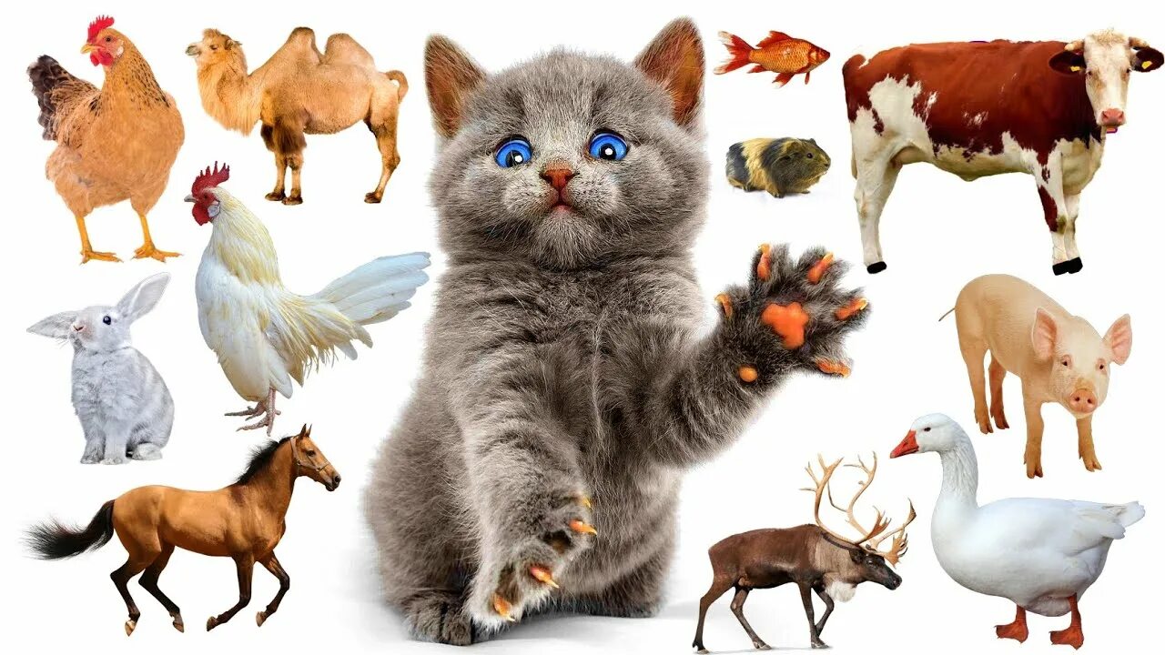 Покажи картинки домашних животных The names and sounds of domestic animals (pets and farm animals). Doman cards wi