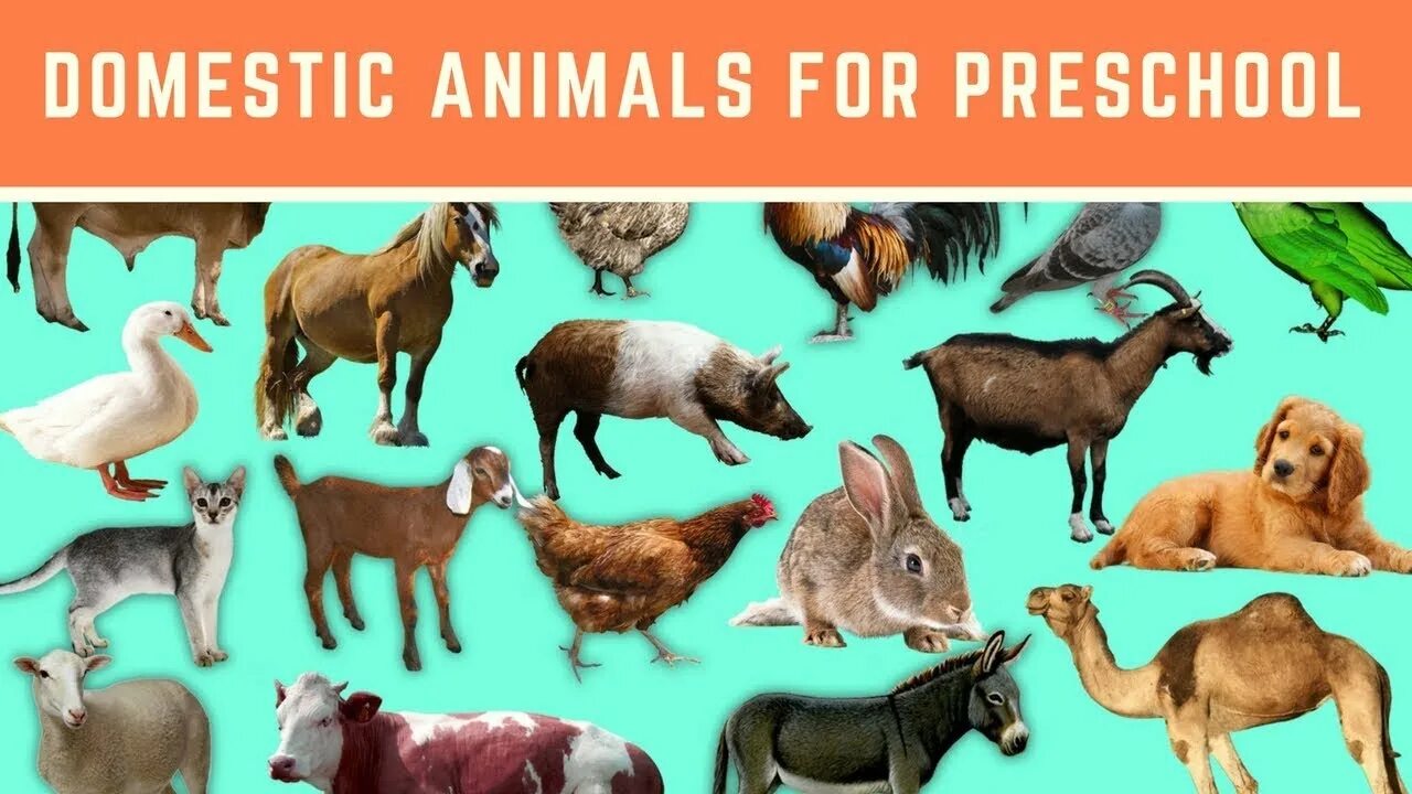 Покажи картинки домашних животных Learn domestic animals for preschool learn animals for kindergarten Learn with f