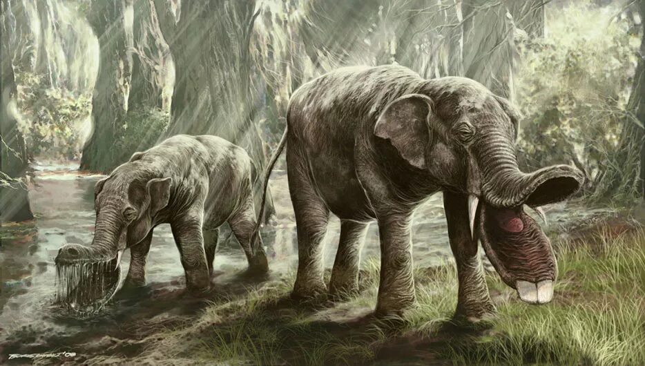 Покажи картинки древних животных Platybelodon All Species Wiki Fandom