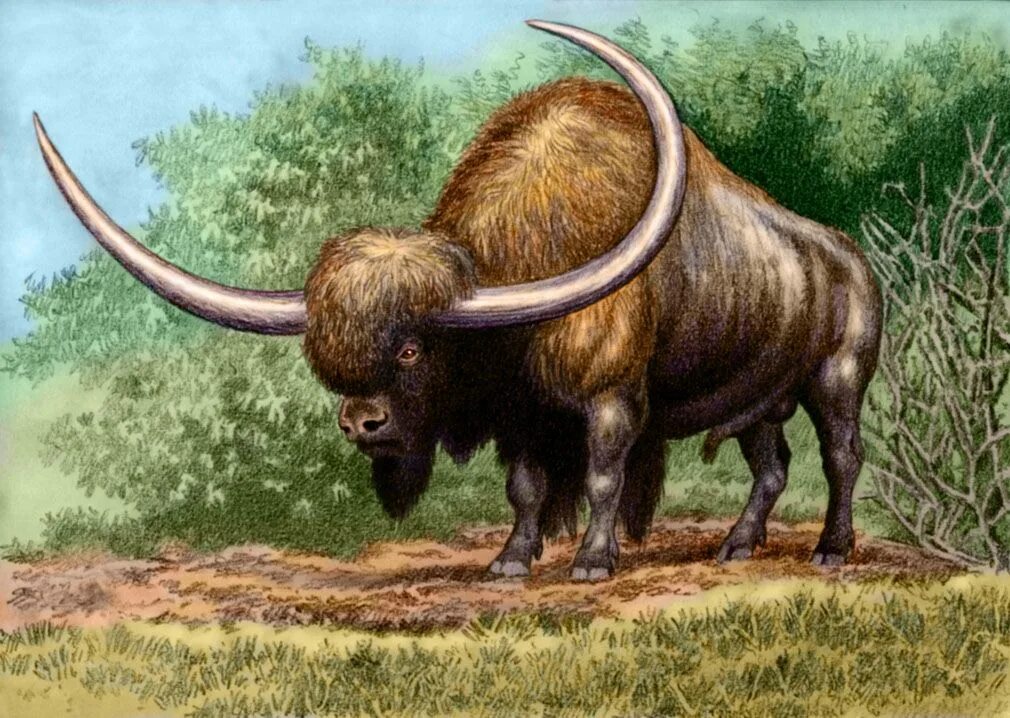 Покажи картинки древних животных Bison latifrons by WillemSvdMerwe on DeviantArt Prehistoric animals, Prehistoric