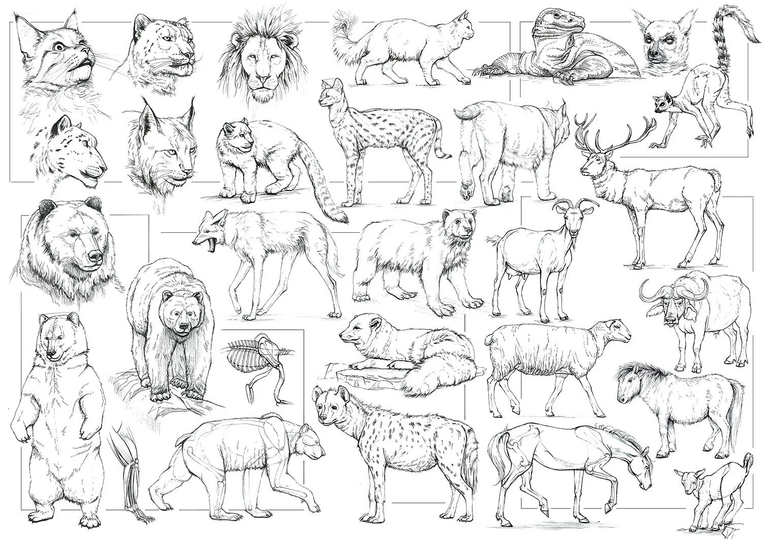 Покажи картинки как рисовать животных Alexandra Pavlovich - Animals sketches