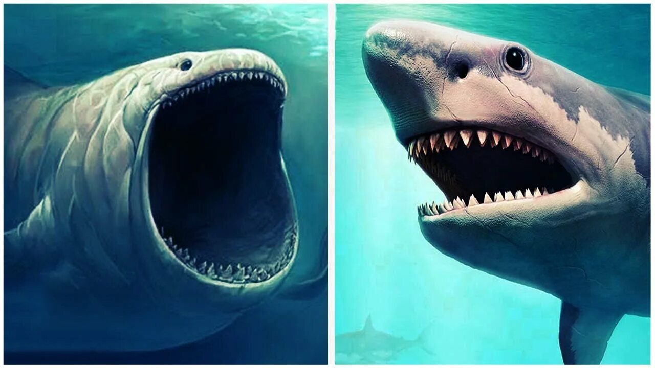 Покажи картинки как выглядит настоящий दुनिया की सबसे बड़ी शार्क Megalodon Shark की कुछ ख़ास बातें LARGEST Shark In The 