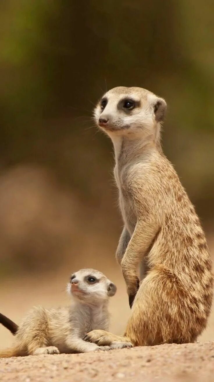 Покажи картинки какого то животного Pin by Marianne Roland-Kelley on Meerkats Baby meerkat, Funny animals, Meerkat