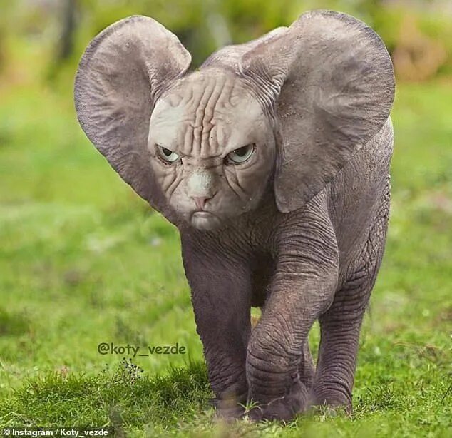 Покажи картинки какого то животного An artist photoshopped cat faces onto other animals Funny animals, Cat face, Fun