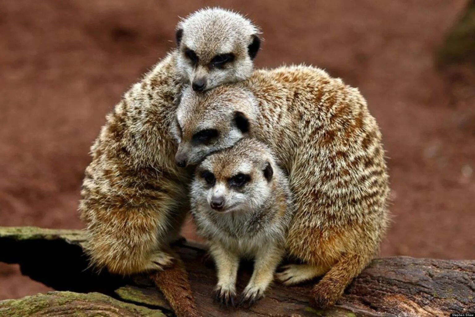 Покажи картинки какого то животного http://i.huffpost.com/gen/1089795/thumbs/o-CUTE-MEERKATS-MEERKAT-PHOTOS-facebook