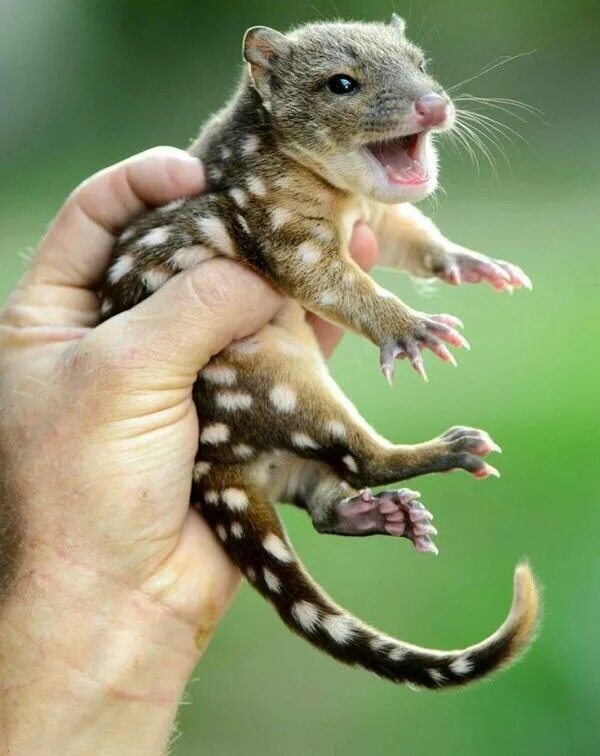 Покажи картинки какого то животного Baby spotted quoll Weird animals, Baby animals, Animals