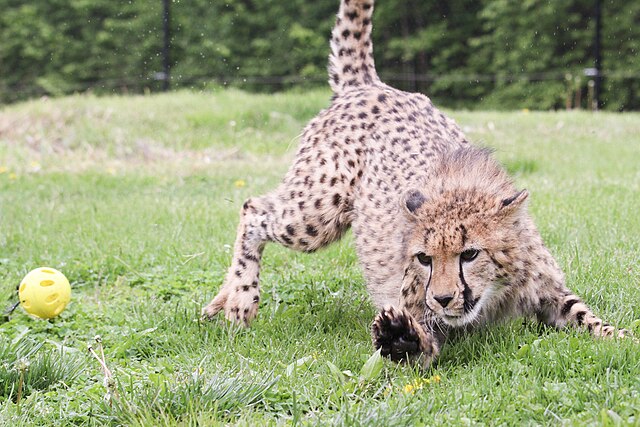 Покажи картинки любых животных File:Savanna the Cheetah chasing a ball 1.jpg - Wikimedia Commons