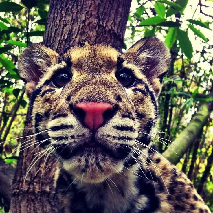 Покажи картинки любых животных Pin by Q1X on fabulous animals Animals, Clouded leopard, Wild cats