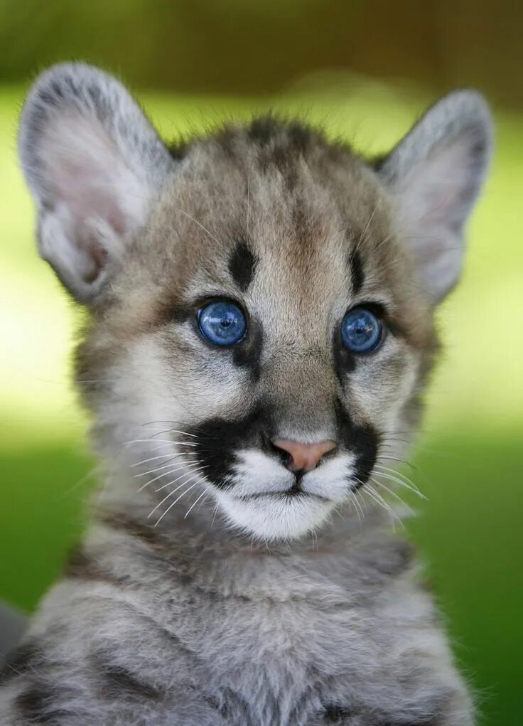 Покажи картинки любых животных 600 best Cougar: America's Big Cat images on Pinterest ... Cute animals, Baby an