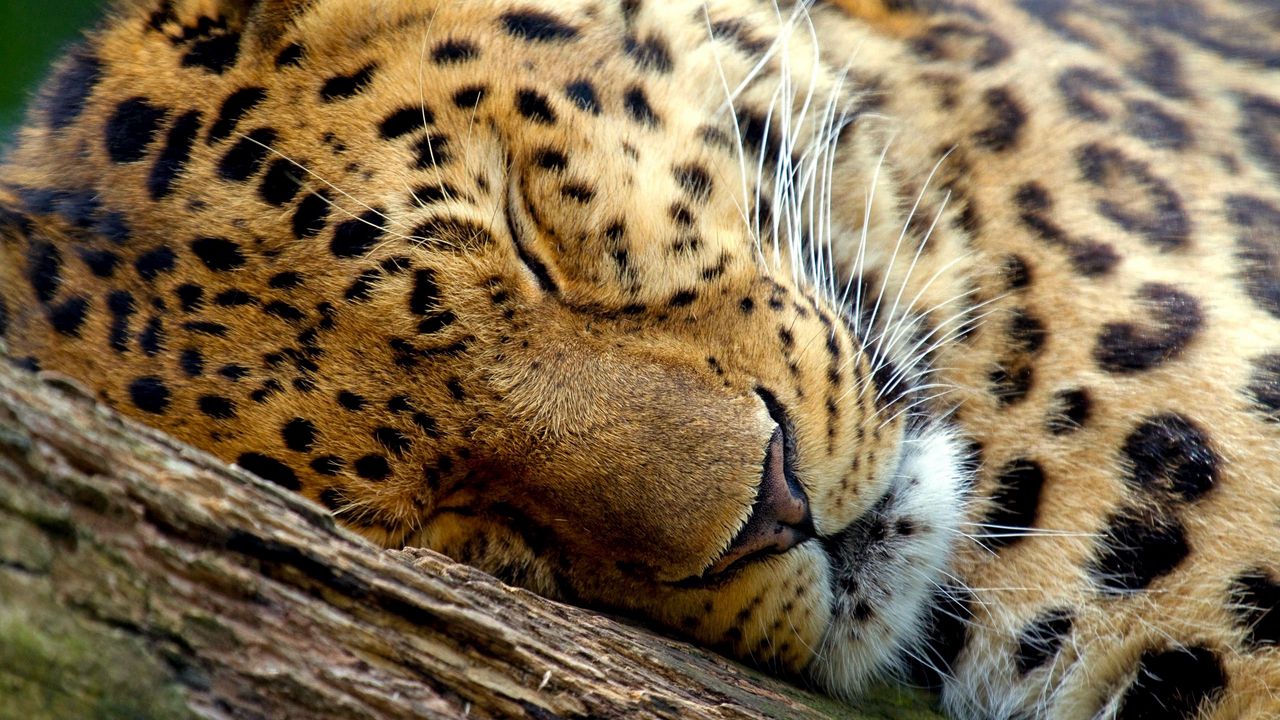 Покажи картинки любых животных Wallpaper leopard, dream, face, close-up hd, picture, image