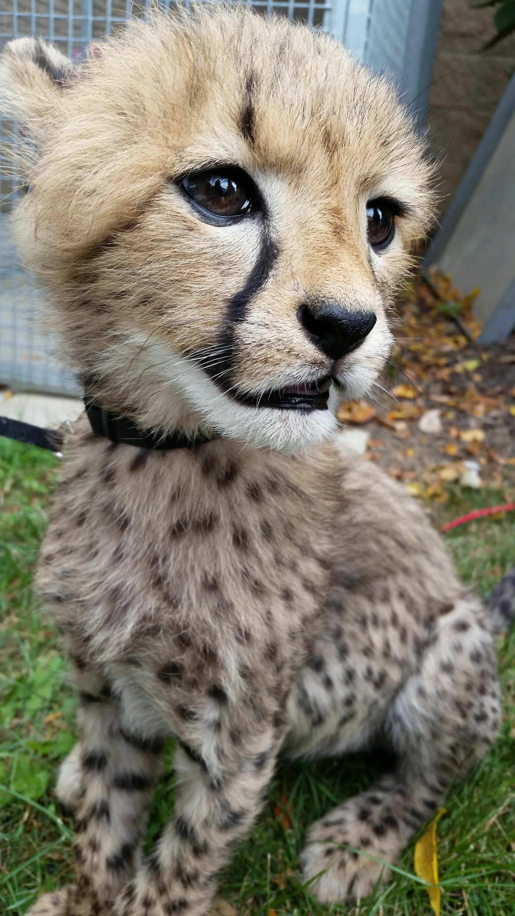 Покажи картинки любых животных I had the opportunity to play with this cute fella yesterday Schattige babydiere