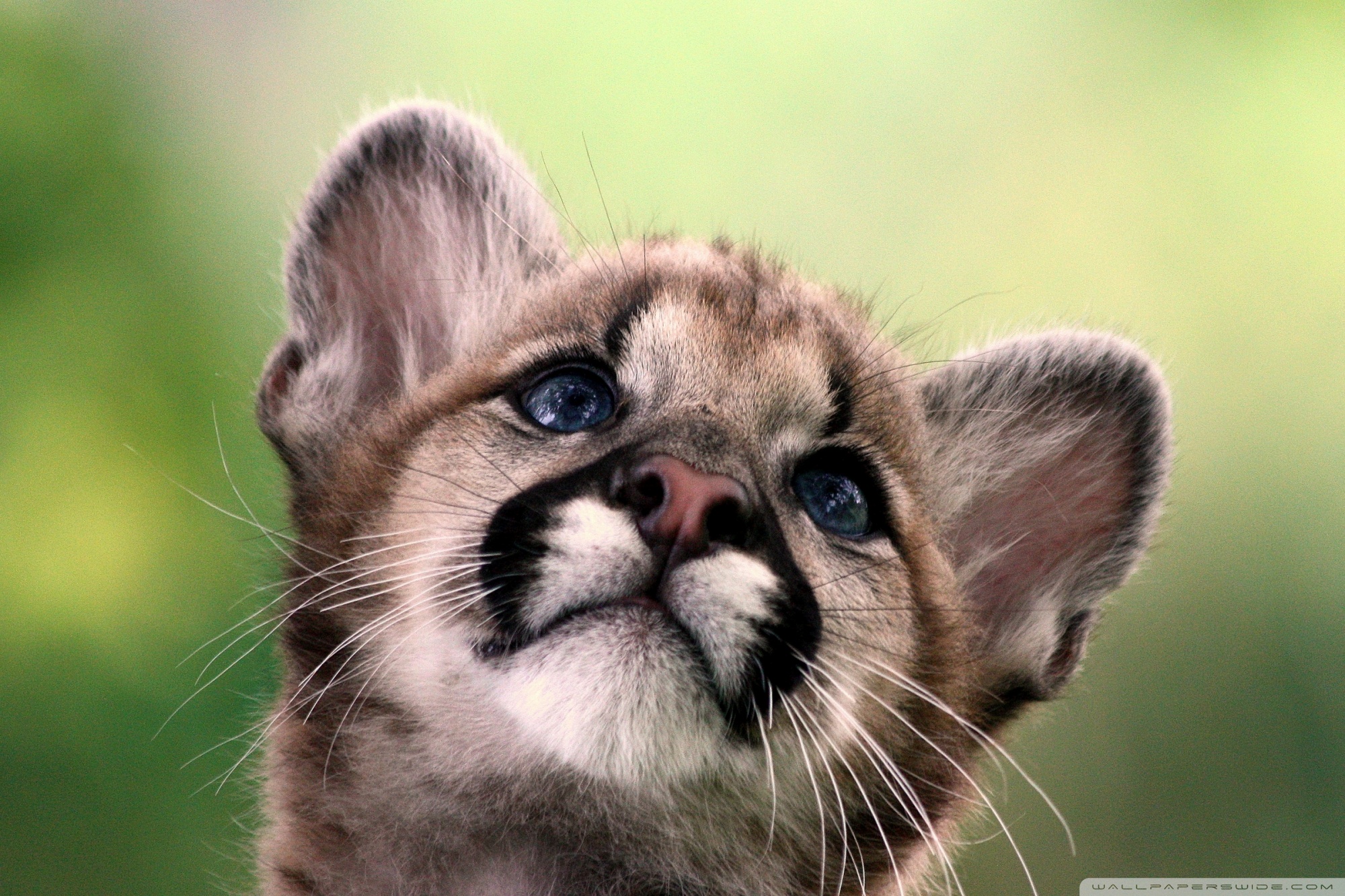 Покажи картинки любых животных Cute Cougar Cub Ultra HD Desktop Background Wallpaper for 4K UHD TV : Tablet : S