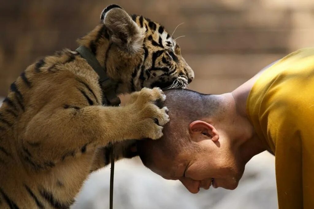 Покажи картинки людей животных Thai Officials Remove Tigers From Famed 'Tiger Temple' Amid Abuse Allegations