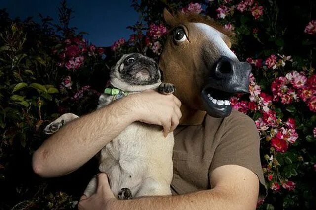 Покажи картинки людей животных horse mask from http://www.horsemasksale.com/ Funny animal photos, Funny animals