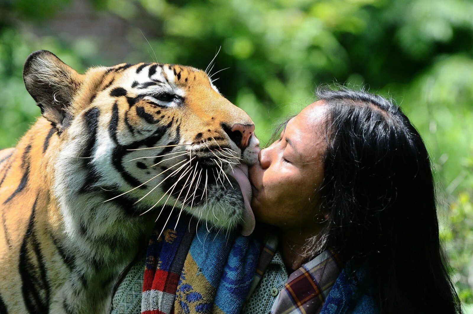 Покажи картинки людей животных 74 Of The Most Amazing News Photos Of 2014 Tiger pictures, Bengal tiger, Incredi