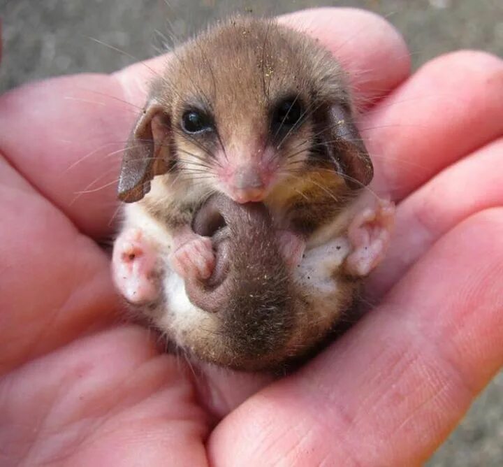 Покажи картинки маленьких животных It's a Pygmy possum for those that are asking..! Cute animals, Scary animals, Cu