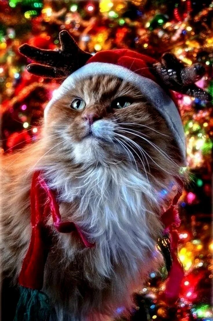 Покажи картинки нового года Pin by Cat Lover on Christmas Excited cat, Pet holiday, Cats