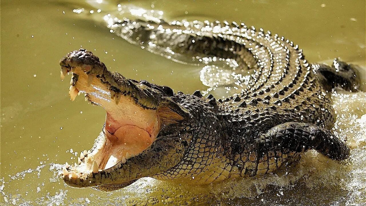 Покажи картинки опасных животных National Geographic - The Amazing Crocodile - YouTube