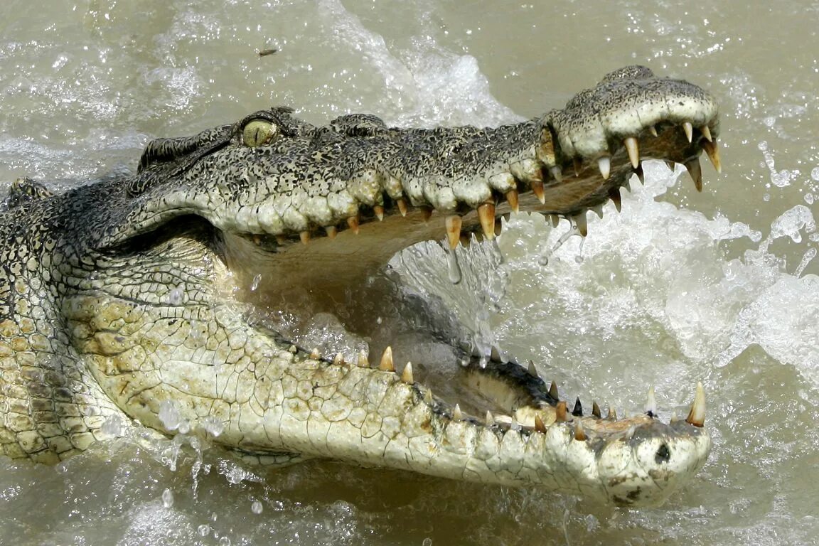 Покажи картинки опасных животных Australien will womöglich Jagd auf Krokodile erlauben Saltwater crocodile, Croco