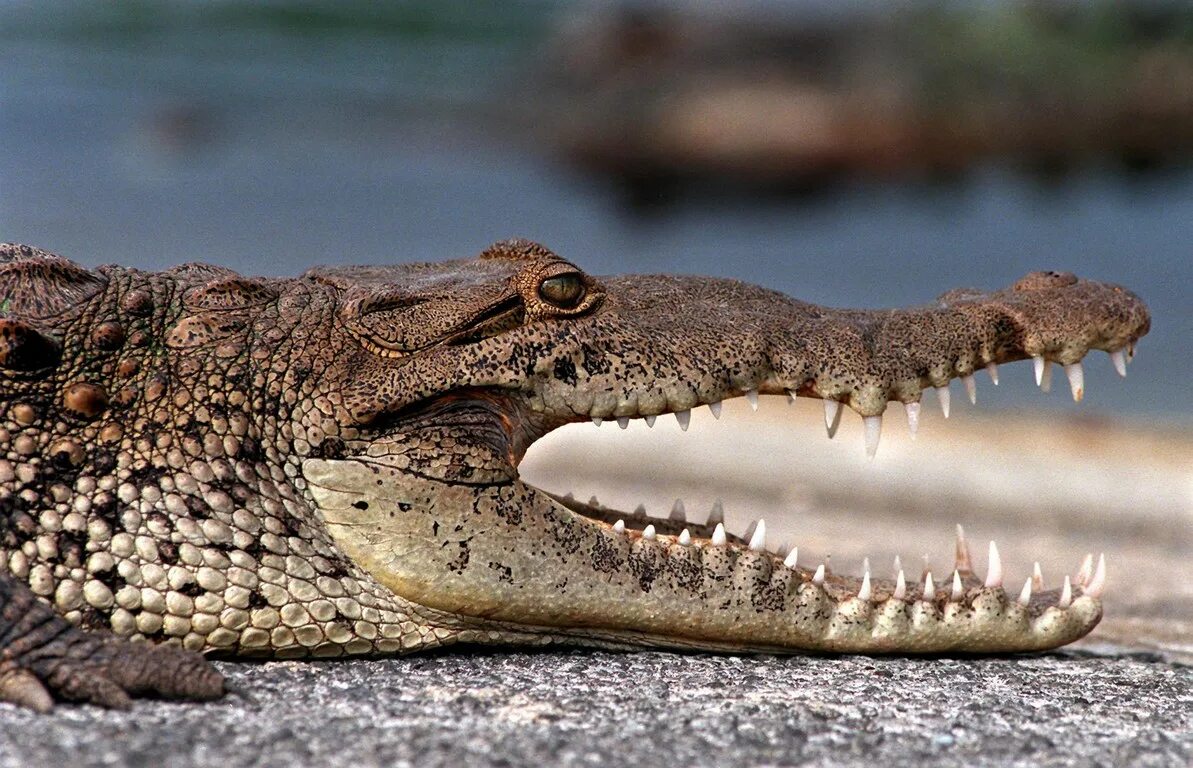 Покажи картинки опасных животных Joe Bay is Open to Non-Motorized Boating - Everglades National Park (U.S. Nation