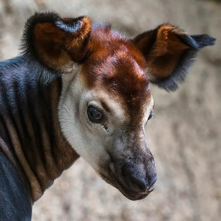 Покажи картинки редких животных okapi calf Unusual animals, Funny animals, Cute wild animals