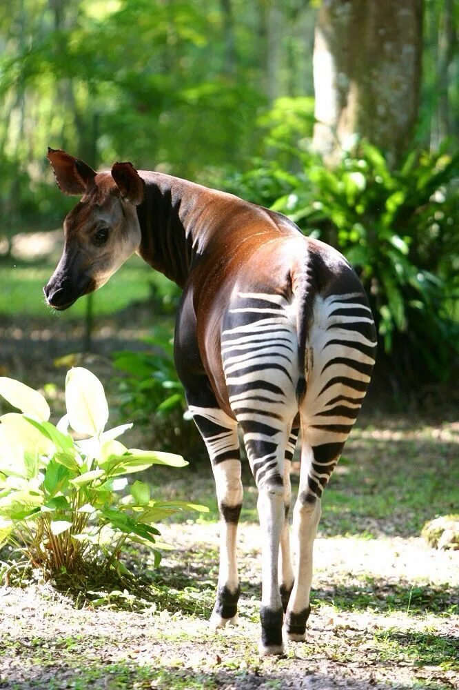 Покажи картинки редких животных Pin by Jenorie Neessen-Meijer on Nature: Okapi Okapi, Nature animals, African an