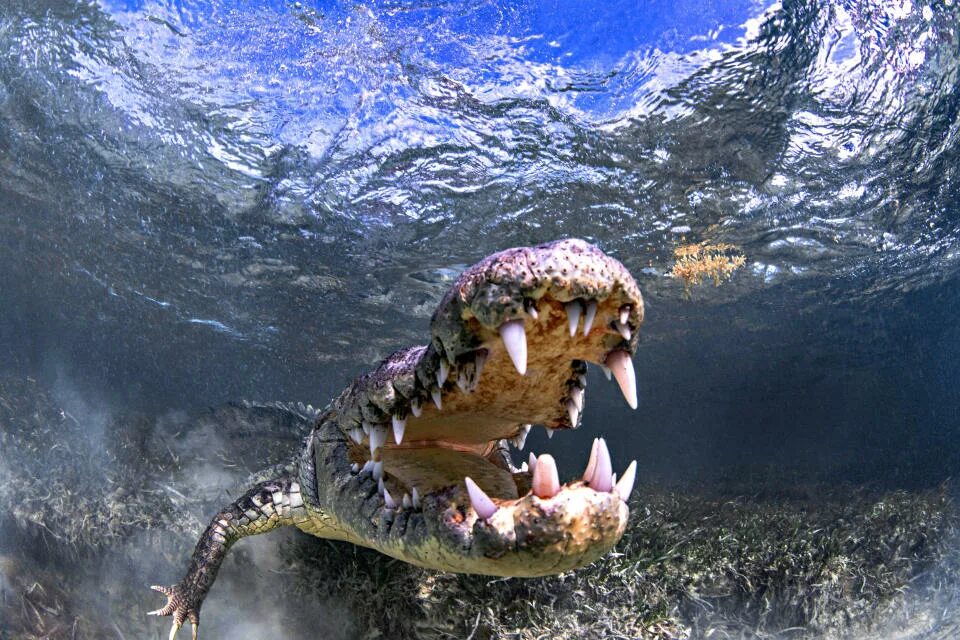 Покажи картинки самых опасных животных Photos: Ultra-close-up crocodile