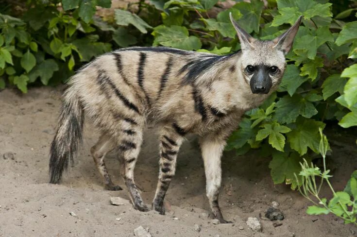 Покажи картинки самых редких животных Aardwolf01 by Stockimal on deviantART Animals amazing, Weird animals, Unusual an