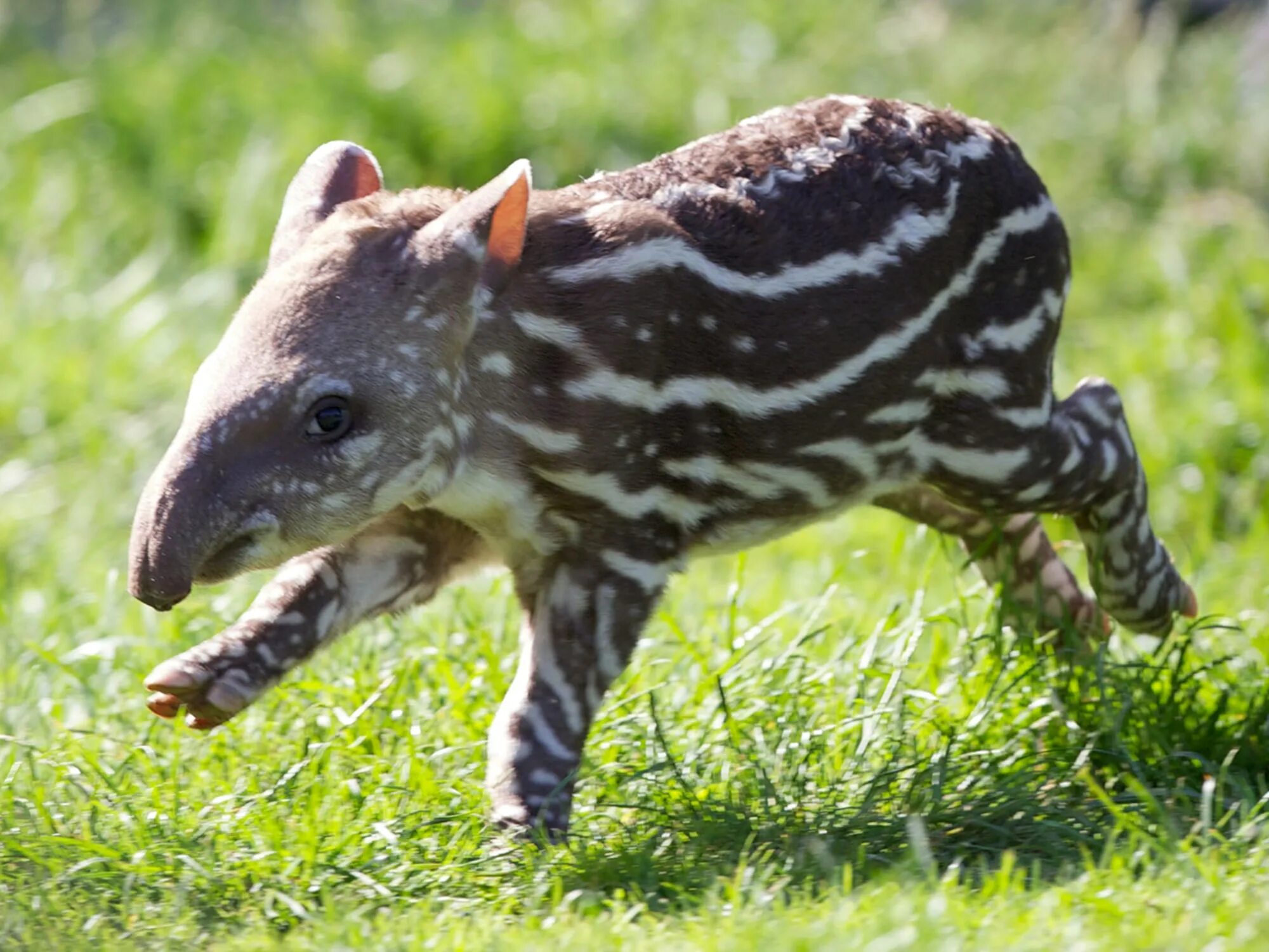 Покажи картинки самых редких животных Мастерская Steam::BTpr CMS Baby Tapir Compact Mechanized Support