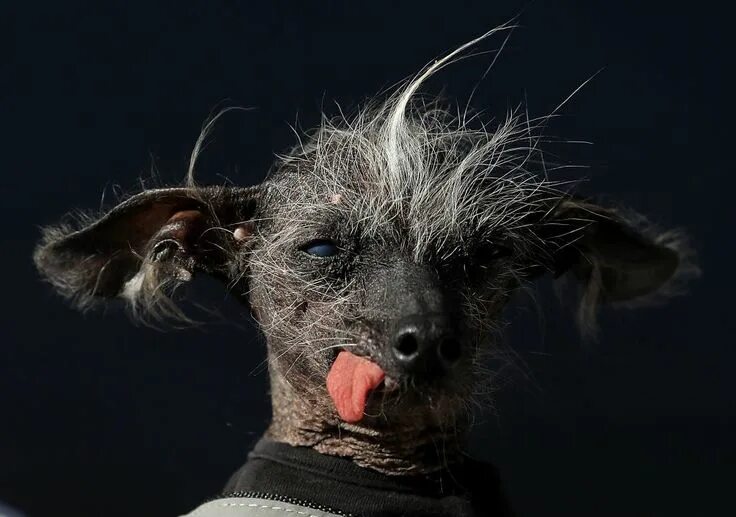 Покажи картинки самых страшных животных This Dog Was Just Named The World's Ugliest And Honestly I Need Her To Mentor Me