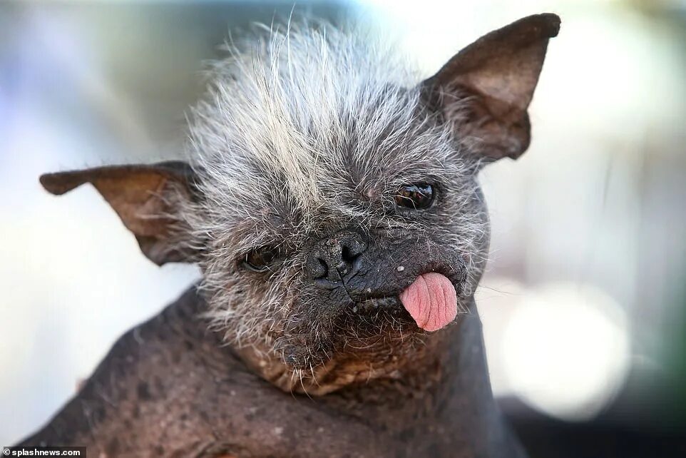 Покажи картинки самых страшных животных Mr Happy Face: Meet the World's Ugliest Dog Daily Mail Online