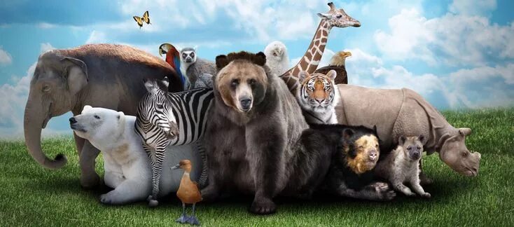 Покажи картинки всех животных мира Ultimate Guide To Spirit Animals, Power Animals & Totems Animals, Animal lover, 