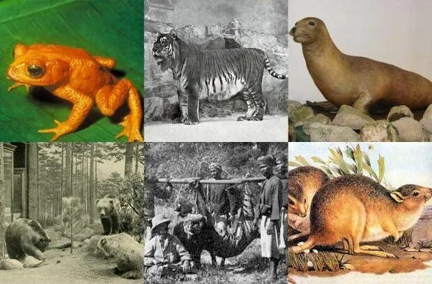 Покажи картинки вымерших животных Which animal went extinct in the year you were born? Animal species, Extinction,