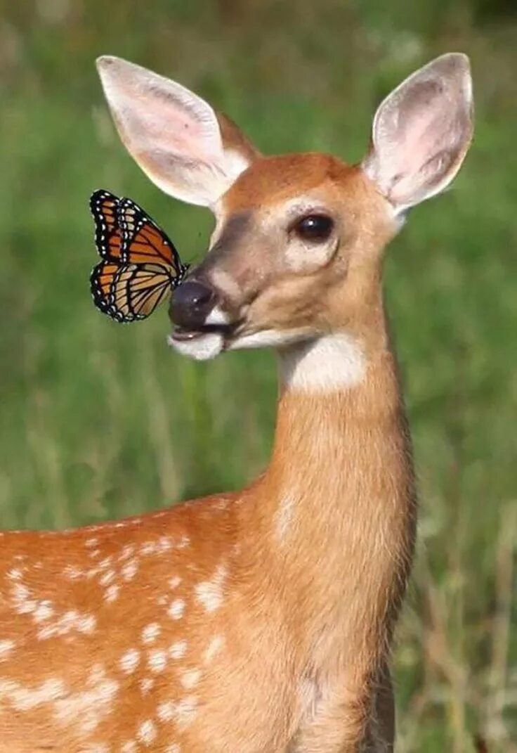 Покажи картинки животных Bambi With Butterfly Cute animal pictures, Cute animals, Baby animals