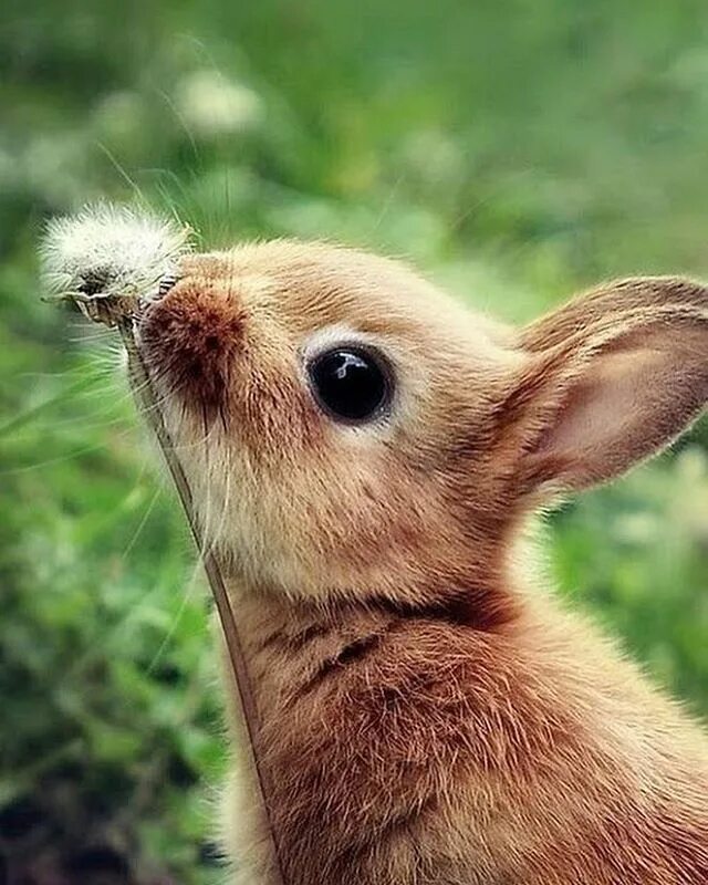 Покажи картинки животных Yesterday we spotted a bunny in the flowers. It was one of those magical moments